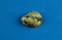 藏品(漁舟蜑螺)的圖片